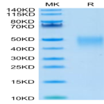 Human LIF Protein (LIF-HM001)