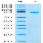 Human LIF Protein (LIF-HM201)