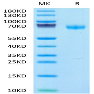 Human LIF Protein (LIF-HM201)