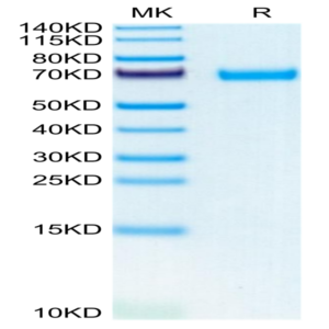 Mouse LIF Protein (LIF-MM201)