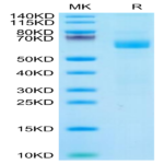 Cynomolgus LILRA4/CD85g Protein (LIL-CM1A4)