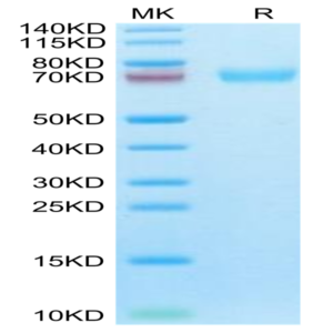Cynomolgus LILRA6/CD85b/ILT8 Protein (LIL-CM1A6)