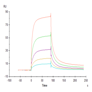 Rhesus macaque LILRB1/CD85j/ILT2 Protein (LIL-CM1B1)