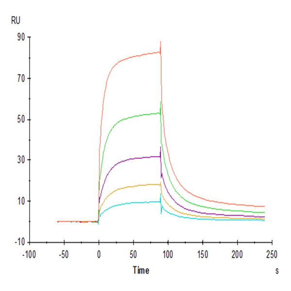 Rhesus macaque LILRB1/CD85j/ILT2 Protein (LIL-CM1B1) Rhesus macaque LILRB1/CD85j/ILT2 Protein (LIL-CM1B1)