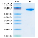 Rhesus macaque LILRB1/CD85j/ILT2 Protein (LIL-CM1B1)