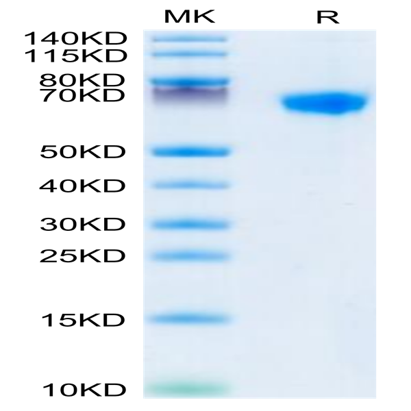 Rhesus macaque LILRB1/CD85j/ILT2 Protein (LIL-CM1B1)
