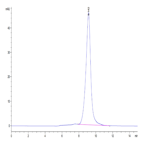Cynomolgus LILRB2/CD85d/ILT4 Protein (LIL-CM1B2)