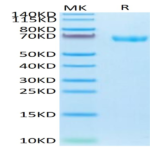 Cynomolgus LILRB2/CD85d/ILT4 Protein (LIL-CM1B2)