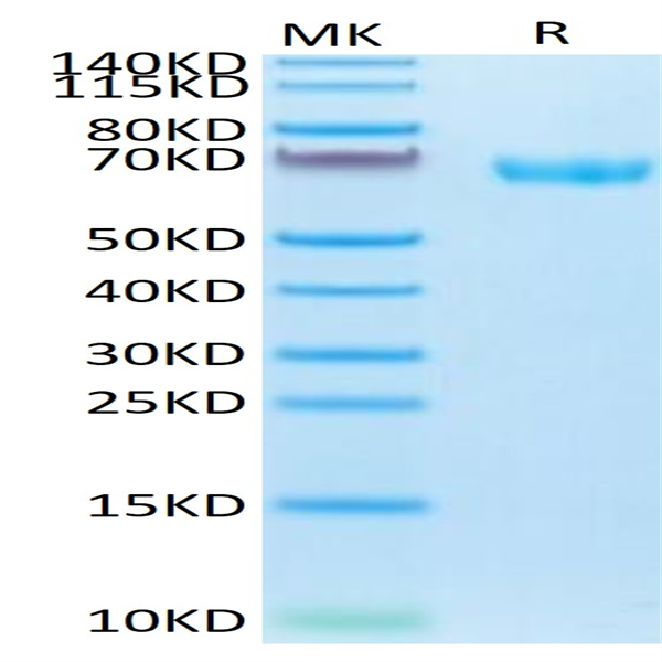 Cynomolgus LILRB2/CD85d/ILT4 Protein (LIL-CM1B2)
