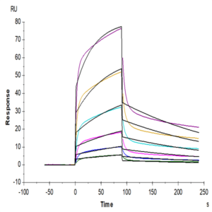 Rhesus macaque LILRB1/CD85j/ILT2 Protein (LIL-CM1B3)