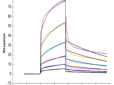 Rhesus macaque LILRB1/CD85j/ILT2 Protein (LIL-CM1B3)