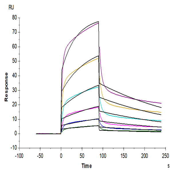 Rhesus macaque LILRB1/CD85j/ILT2 Protein (LIL-CM1B3) Rhesus macaque LILRB1/CD85j/ILT2 Protein (LIL-CM1B3)