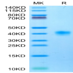 Cynomolgus LILRB4/CD85k/ILT3 Protein (LIL-CM1B4)
