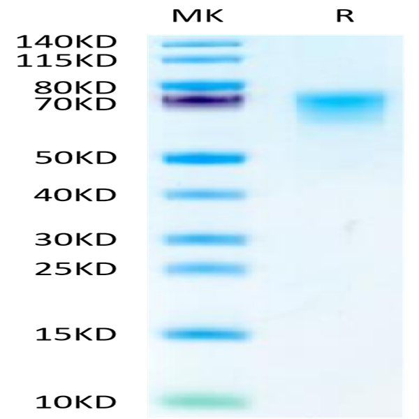 Cynomolgus LILRB1/CD85j/ILT2 Protein (LIL-CM1RB)