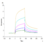 Rhesus macaque LILRB1/CD85j/ILT2 Protein (LIL-CM2B1)