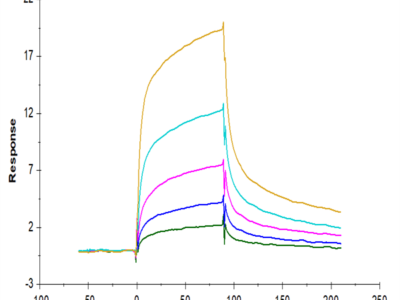 Rhesus macaque LILRB1/CD85j/ILT2 Protein (LIL-CM2B1)