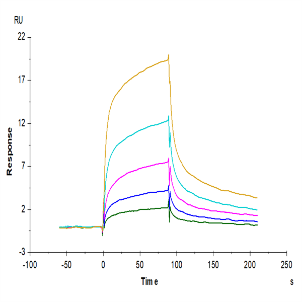 Rhesus macaque LILRB1/CD85j/ILT2 Protein (LIL-CM2B1) Rhesus macaque LILRB1/CD85j/ILT2 Protein (LIL-CM2B1)