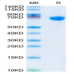 Rhesus macaque LILRB1/CD85j/ILT2 Protein (LIL-CM2B1)