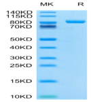 Cynomolgus LILRB2/CD85d/ILT4 Protein (LIL-CM2B2)