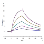 Rhesus macaque LILRB1/CD85j/ILT2 Protein (LIL-CM2B3)
