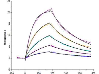 Rhesus macaque LILRB1/CD85j/ILT2 Protein (LIL-CM2B3)