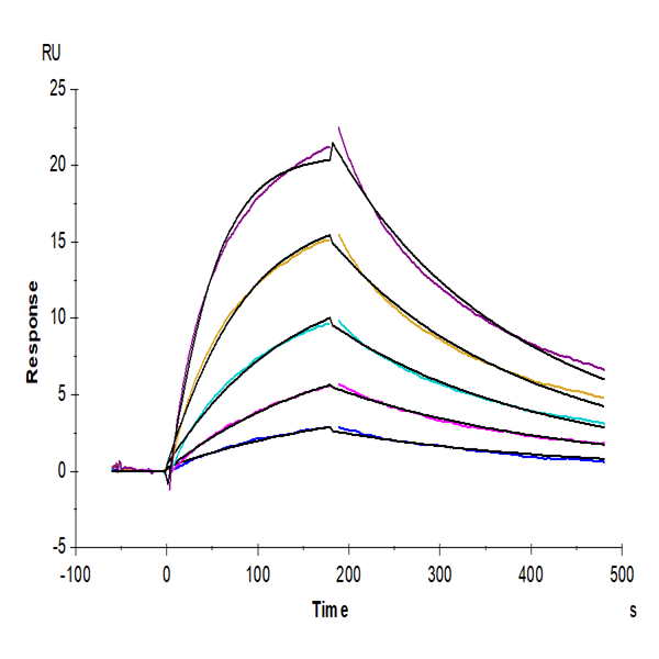 Rhesus macaque LILRB1/CD85j/ILT2 Protein (LIL-CM2B3) Rhesus macaque LILRB1/CD85j/ILT2 Protein (LIL-CM2B3)
