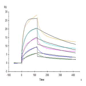 Rhesus macaque LILRB1/CD85j/ILT2 Protein (LIL-CM2B3)