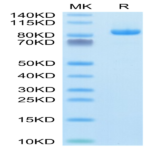 Rhesus macaque LILRB1/CD85j/ILT2 Protein (LIL-CM2B3)