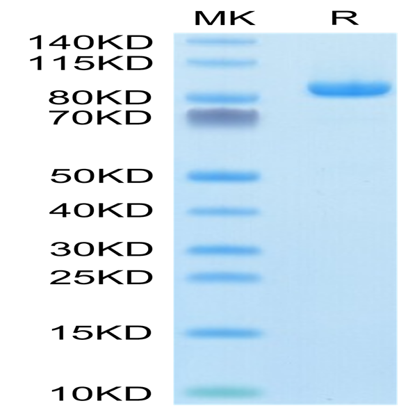 Rhesus macaque LILRB1/CD85j/ILT2 Protein (LIL-CM2B3)