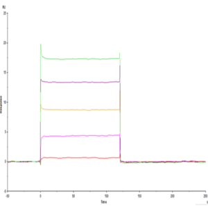 Human LILRB1/CD85j/ILT2 Domain1&2 Protein (LIL-HM11D)