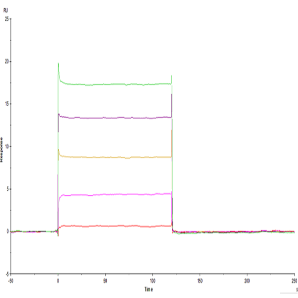 Human LILRB1/CD85j/ILT2 Domain1&2 Protein (LIL-HM11D) Human LILRB1/CD85j/ILT2 Domain1&2 Protein (LIL-HM11D)