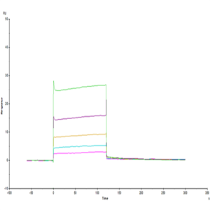 Human LILRB2/CD85d/ILT4 Domain1&2 Protein (LIL-HM12D)