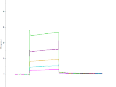 Human LILRB2/CD85d/ILT4 Domain1&2 Protein (LIL-HM12D)