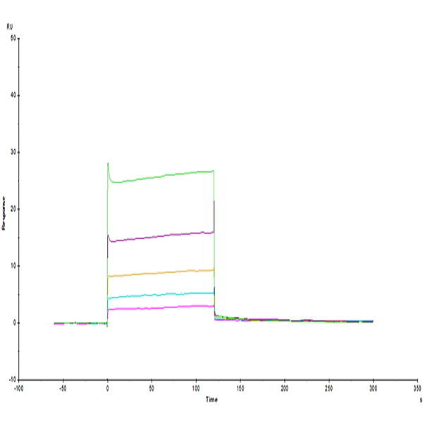 Human LILRB2/CD85d/ILT4 Domain1&2 Protein (LIL-HM12D) Human LILRB2/CD85d/ILT4 Domain1&2 Protein (LIL-HM12D)