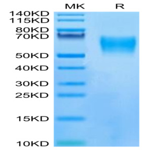 Human LILRB1/CD85j/ILT2 Protein (LIL-HM13D)