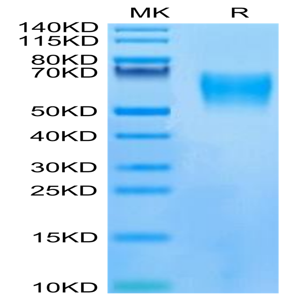 Human LILRB1/CD85j/ILT2 Protein (LIL-HM13D)