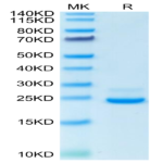 Human LILRB4/CD85k/ILT3 Domain1&2 Protein (LIL-HM14D)