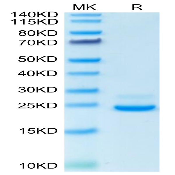 Human LILRB4/CD85k/ILT3 Domain1&2 Protein (LIL-HM14D)