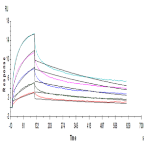 Human LILRB1/CD85j/ILT2 Protein (LIL-HM2B1)