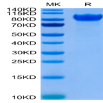 Human LILRB1/CD85j/ILT2 Protein (LIL-HM2B1)