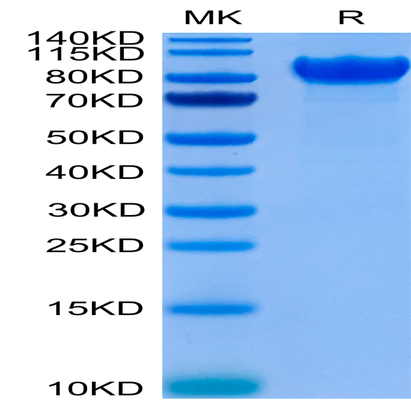 Human LILRB1/CD85j/ILT2 Protein (LIL-HM2B1)