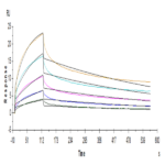 Human LILRB2/CD85d/ILT4 Protein (LIL-HM2B2)