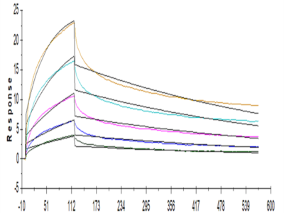 Human LILRB2/CD85d/ILT4 Protein (LIL-HM2B2)