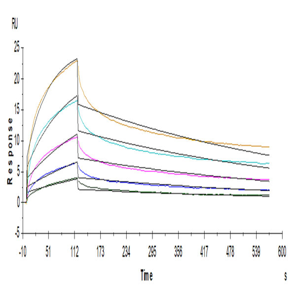 Human LILRB2/CD85d/ILT4 Protein (LIL-HM2B2) Human LILRB2/CD85d/ILT4 Protein (LIL-HM2B2)