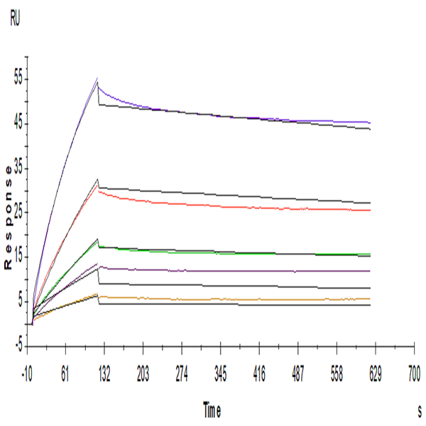 Human LILRB2/CD85d/ILT4 Protein (LIL-HM2B2)