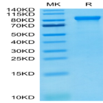 Human LILRB2/CD85d/ILT4 Protein (LIL-HM2B2)