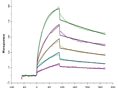 Human LILRB4/CD85k/ILT3 Protein (LIL-HM2B4)