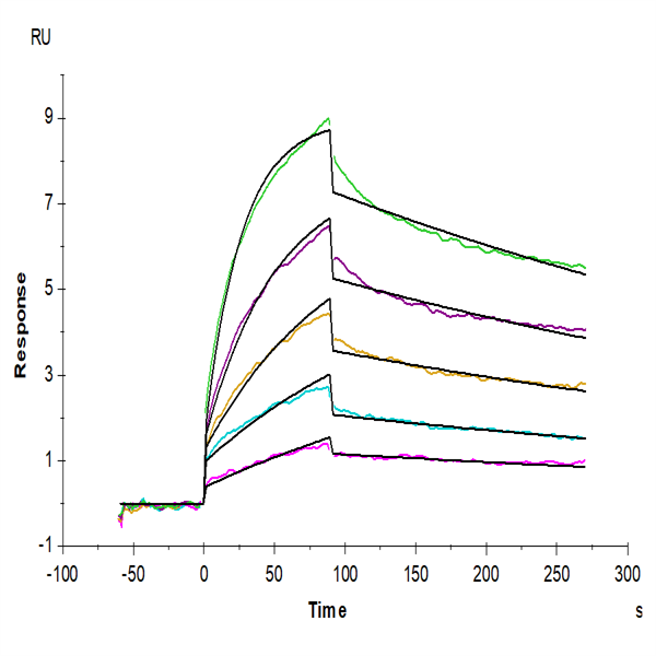 Human LILRB4/CD85k/ILT3 Protein (LIL-HM2B4)