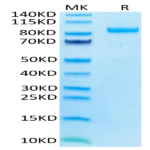 Human LILRB2/CD85d/ILT4 Protein (LIL-HM3B2)