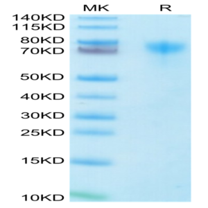 Human LILRA1/CD85i/LIR-6 Protein (LIL-HM4A1)